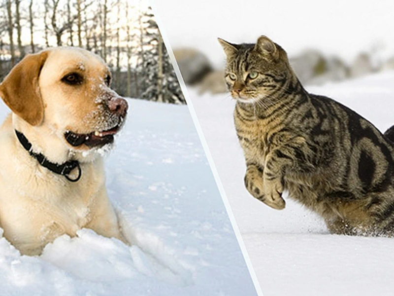 Zima je vrijeme za igru u snijegu - sanjkanje i pravljenje snjegovića