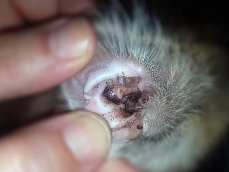 Štenci se mogu zaraziti već tijekom trudnoće jer virus prolazi kroz posteljicu