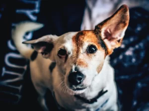 Osam bolesti s kojima kućni ljubimci mogu zaraziti ljude