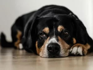 Epilepsija ko pasa je stručno definirana kao trajan poremećaj mozga koji je karakteriziran rekurentnim (ponavljajućim) napadajima