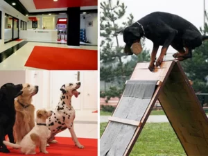 Nitko vas ne može zamijeniti u životu vašeg ljubimca, ali postoje situacije zbog kojih, na neko vrijeme, morate biti razdvojeni