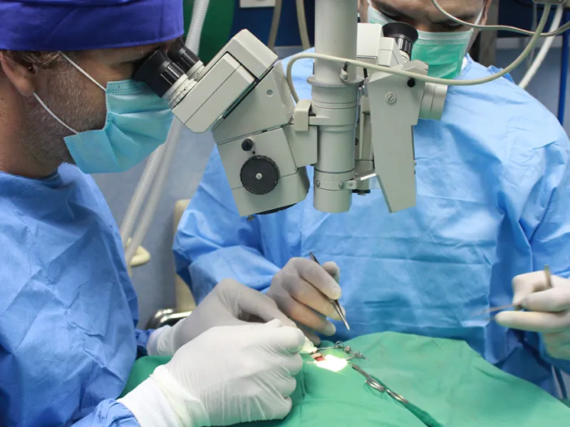 Kirurška operacija mokraćnog sustava - veterinar radi operaciju u kirurškoj sali
