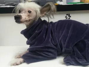 Kožni problemi i bolesti pasa i mačaka svakako su jedan od najčešćih razloga dolaska veterinaru
