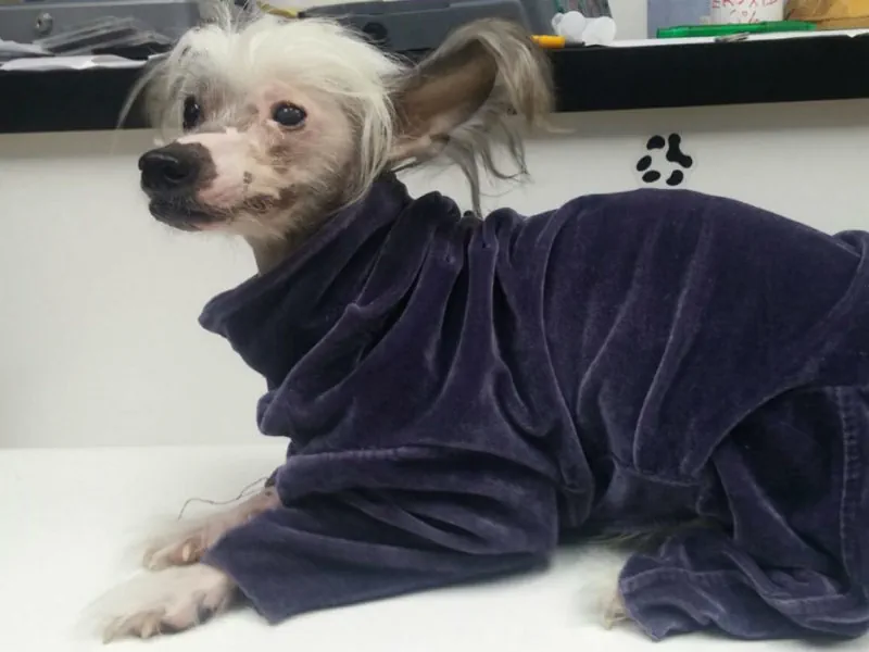 Kožni problemi i bolesti pasa i mačaka svakako su jedan od najčešćih razloga dolaska veterinaru