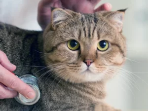 Prilkom dolaska na veterinarski pregled ponesite sa sobom njegovu knjižicu