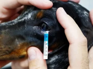 Često nas pitate kako se ponašati u situaciji kada kod vašeg psa ili mačke dođe do povrede oka
