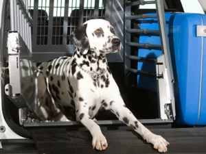 Promet kućnih ljubimaca - Svi psi koji trajno odlaze iz Hrvatske ili u nju ulaze, trebaju biti pravilno odjavljeni, odnosno prijavljeni kod odabranog veterinara