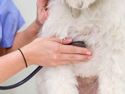 Interna veterinarska medicina