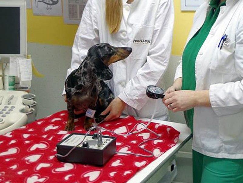 Mjerenje krvnog tlaka je nezaobilazni postupak u interventnoj veterinarskoj medicini.