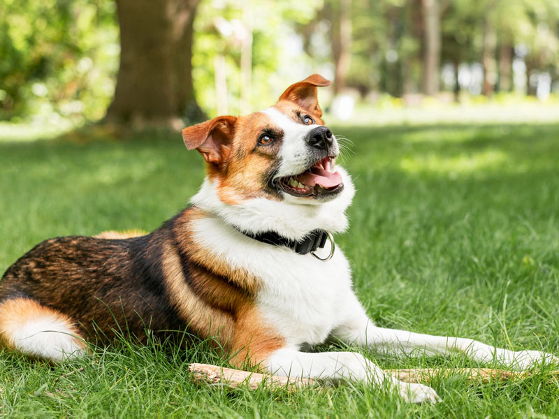 Redovitim godišnjim pregledima psa kod veterinara na vrijeme otkrijte moguća oboljenja i svom ljubimcu pružite zdraviji i kvalitetniji život.