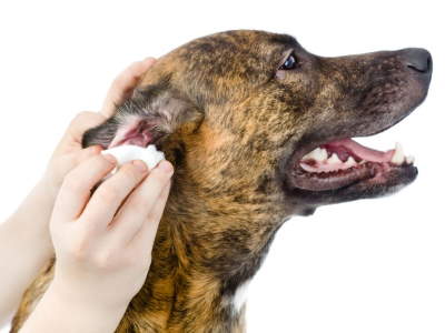 Pregled uha i Baer test u veterinarskoj ambulanti Marković