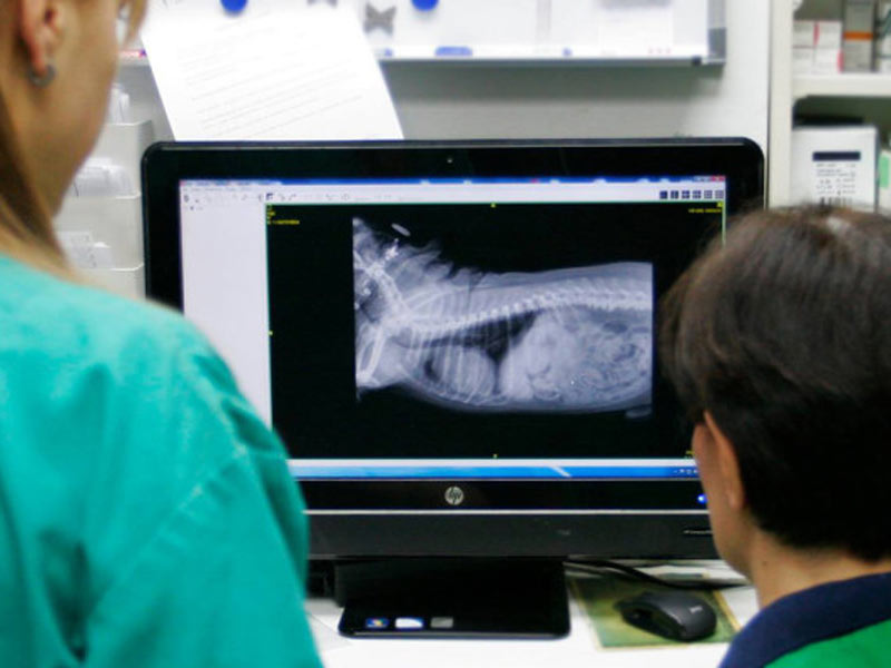Veterinarska medicina u području specijalističke dijagnostike obuhvaća i rendgenološki pregled.