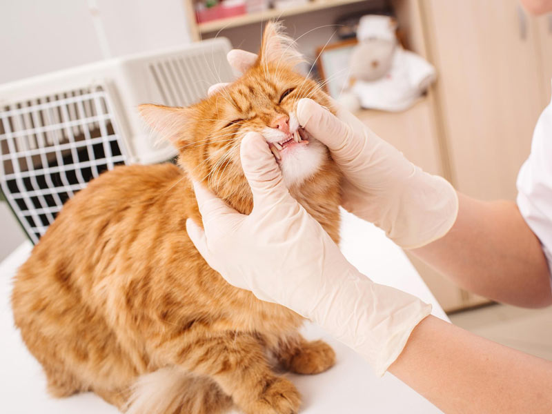 stomatitis je u biti kronična bakterijska infekcija i upala tkiva u usnoj šupljini.