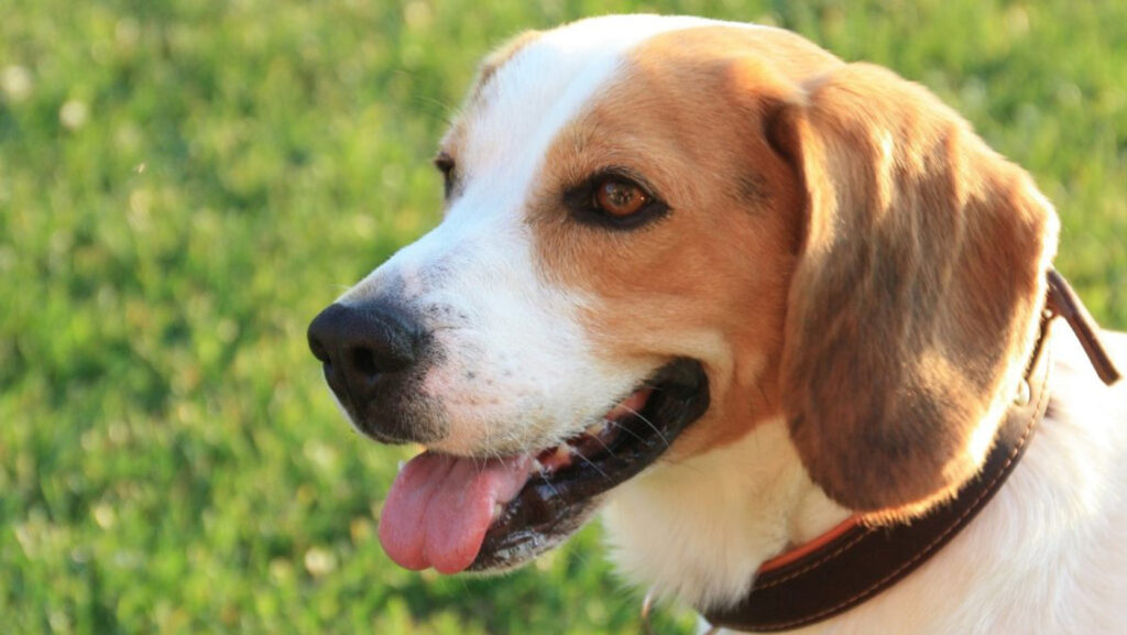 Zdravstveni veterinarski pregledi kućnih ljubimaca izvode se u svrhu rane detekcije nasljednih bolesti, a rezultati pretrage bilježe se na službenom certifikatu.